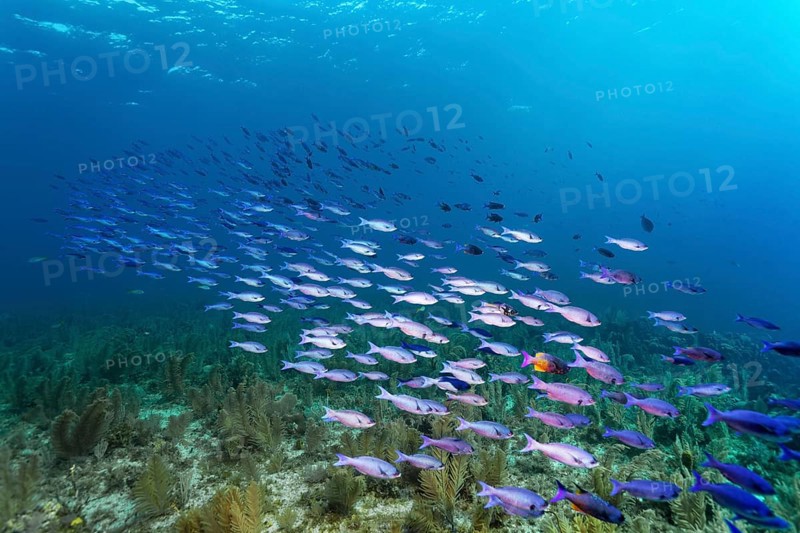 Shoal of barracuda waitin boy