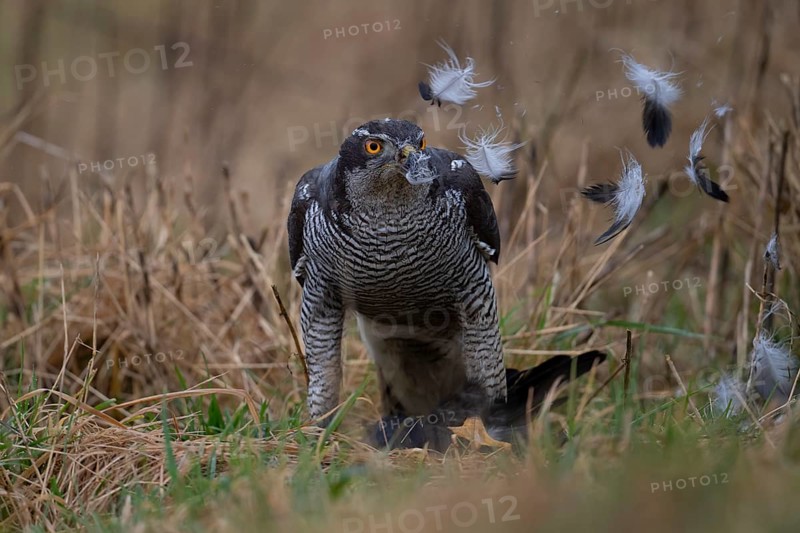 Northern goshawk