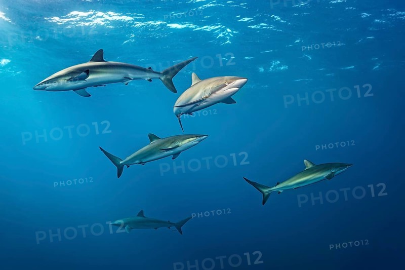 Shoal