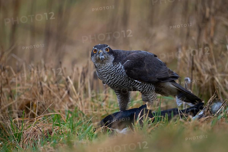 Northern goshawk