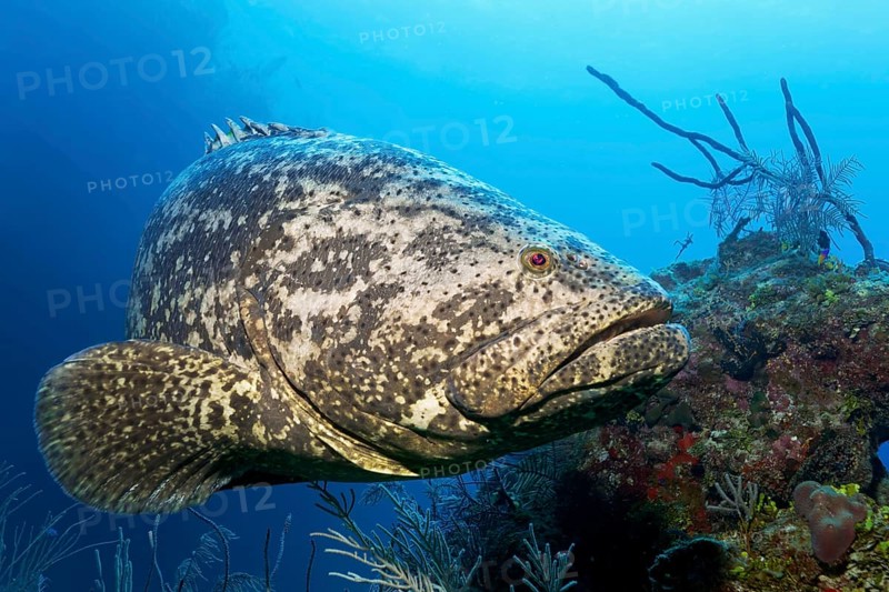 Atlantic goliath grouper