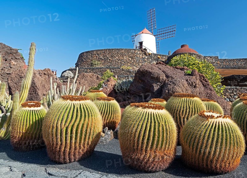 Jardin de Cactus