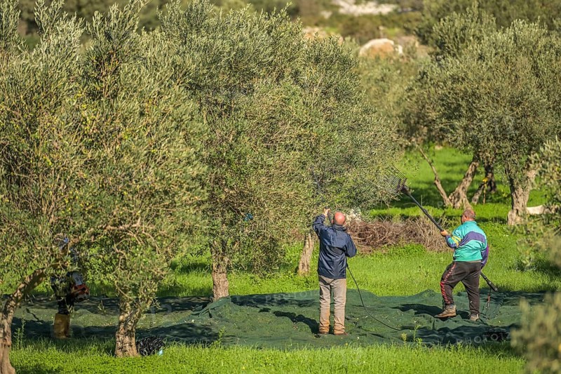 Olive harvest near Custonaci