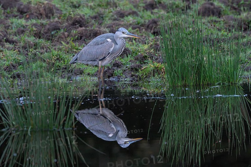 Grey heron