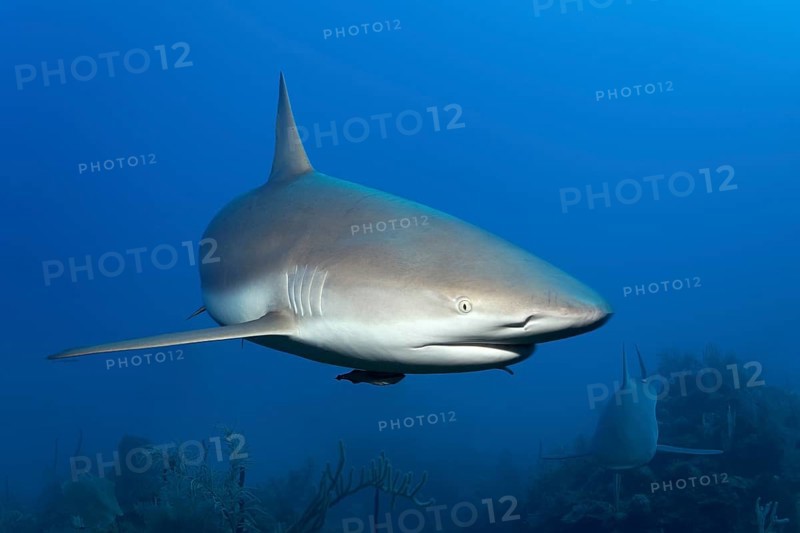 Caribbean reef shark