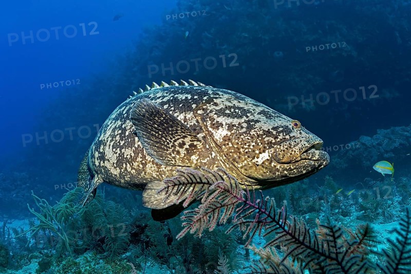 Atlantic goliath grouper