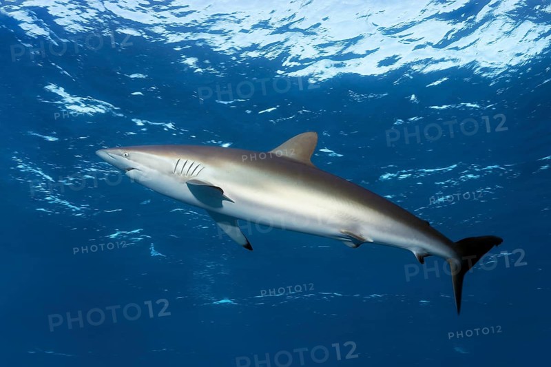 Silky shark