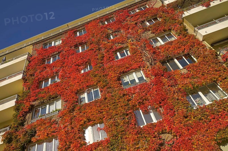 Autumn foliage