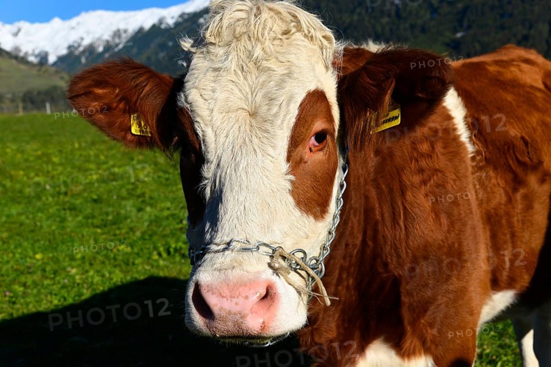 Female domestic cattles