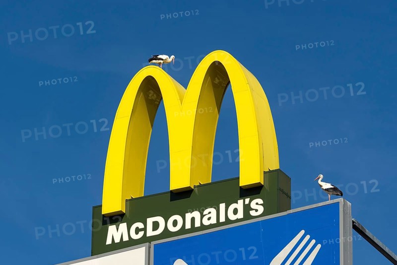 Two white storks