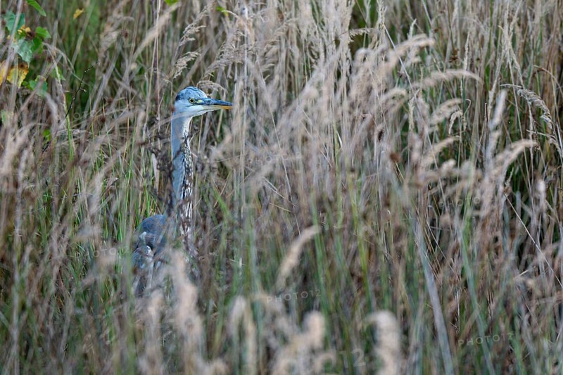 Grey heron