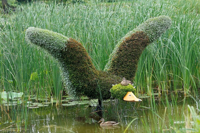 Duck