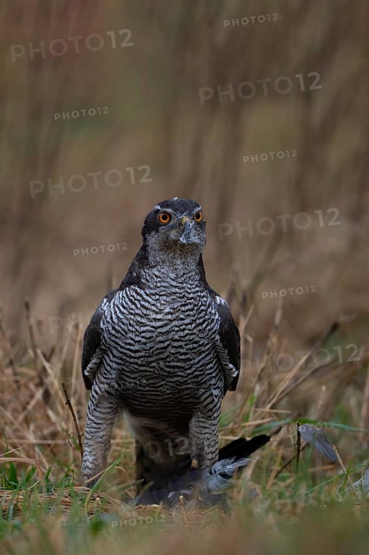 Northern goshawk