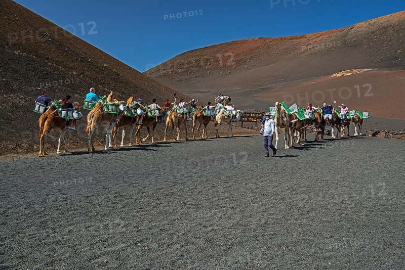 Tourists riding dromedaries in Timanfaya National Park