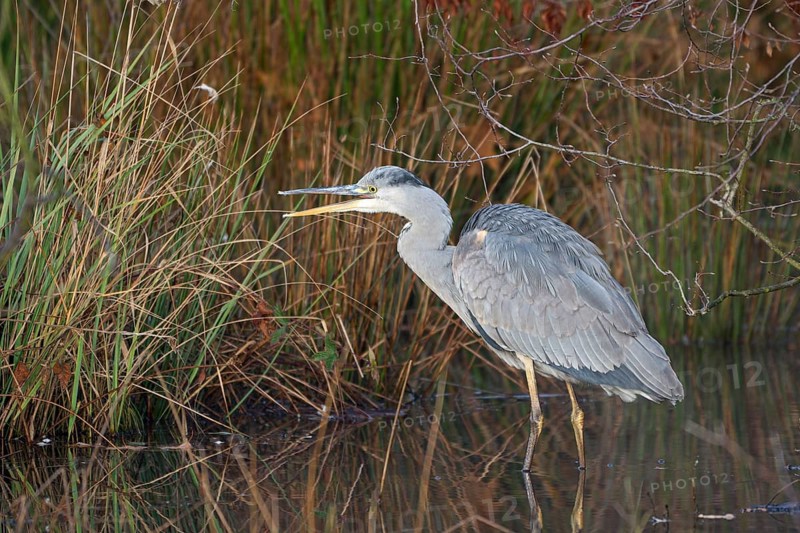 Grey heron