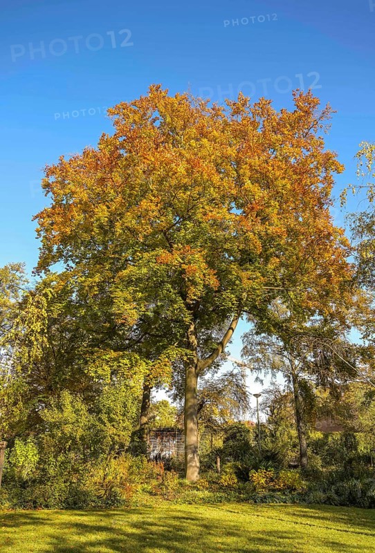 Autumn
