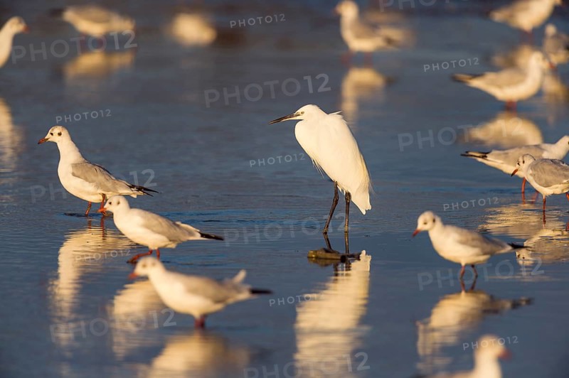 Little Egret