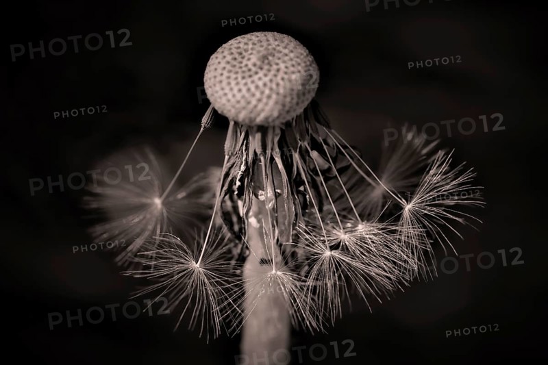 The last seeds of a withered dandelion