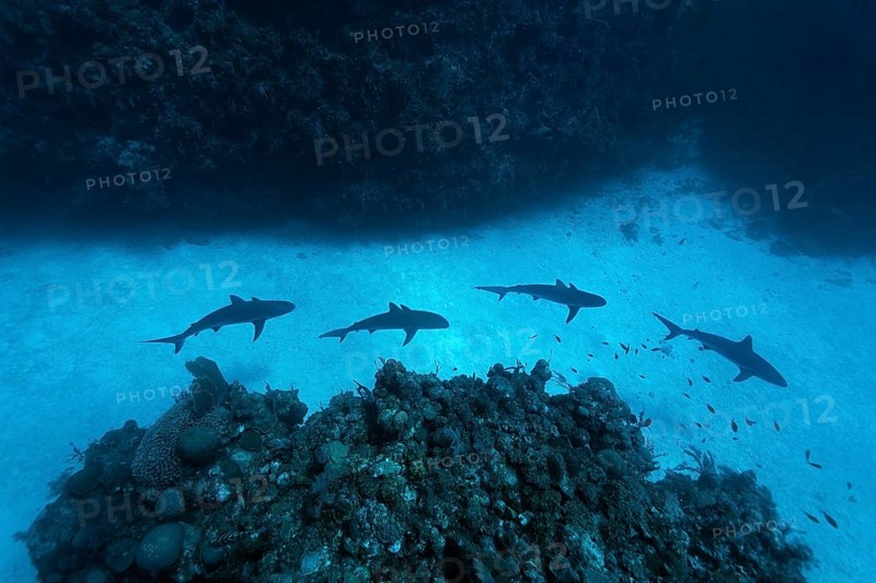 Caribbean reef shark