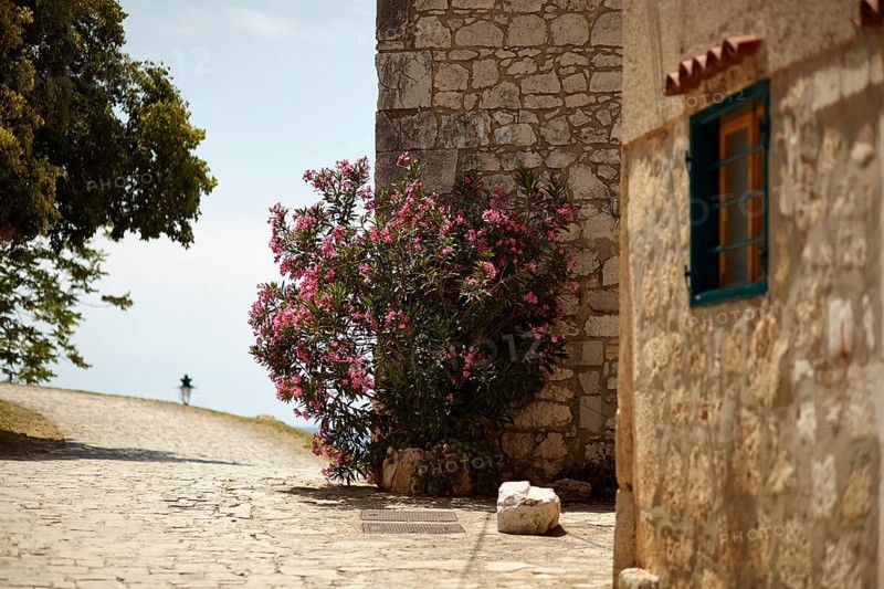 Shrub on house wall