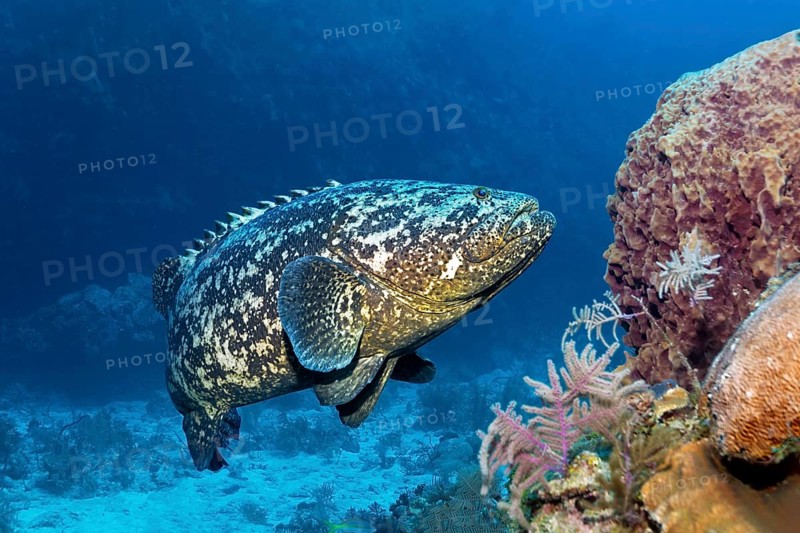 Atlantic goliath grouper