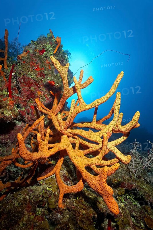 Scattered pore rope sponge