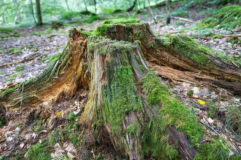 Rotten tree stump with moss in the total reserve