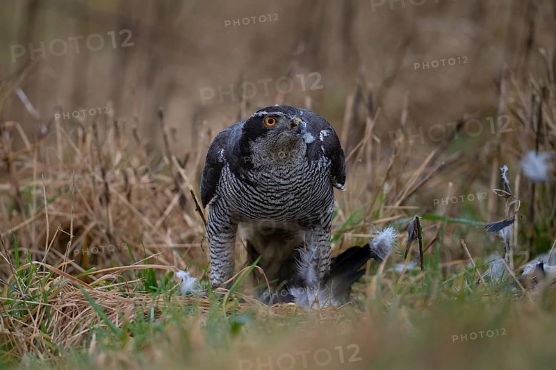 Goshawk with seized crow