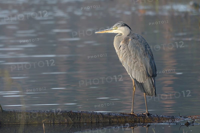 Grey heron