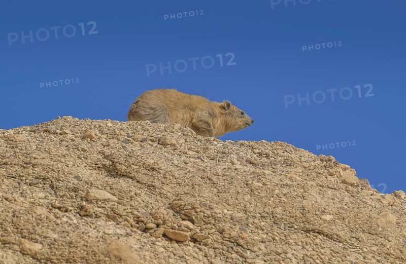 Rock hyrax