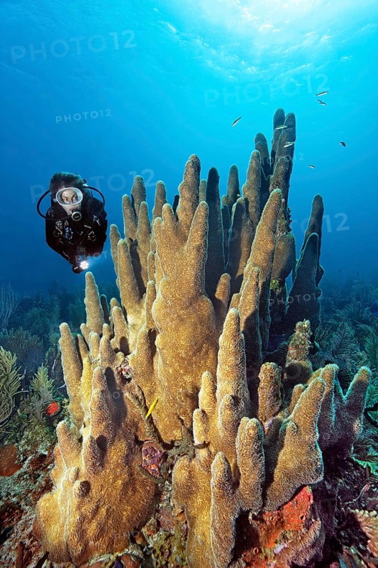 Divers looking at pillar coral