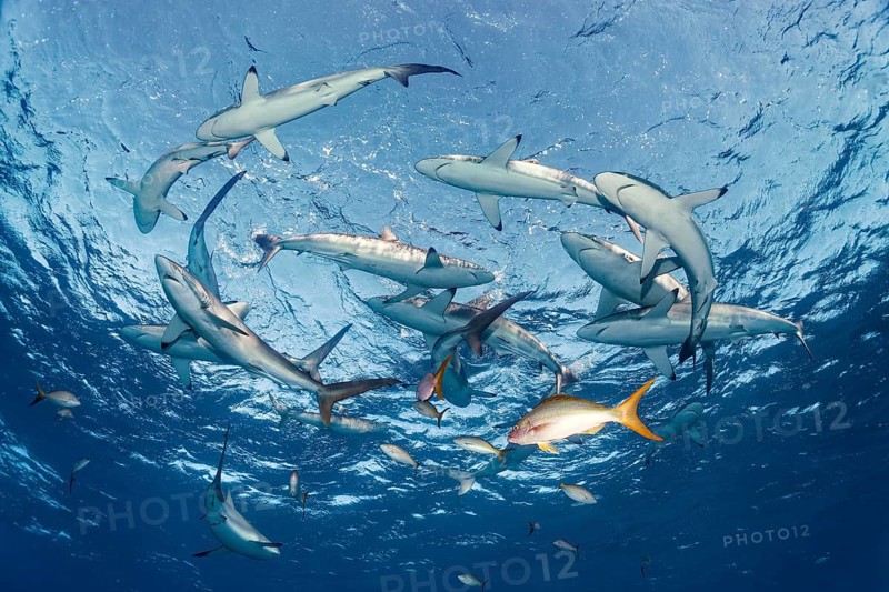 Shoal