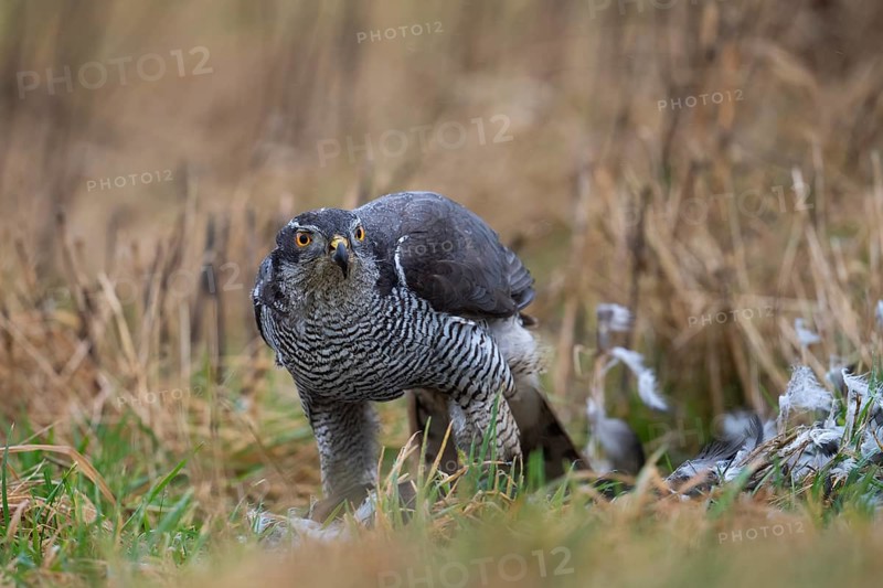 Northern goshawk