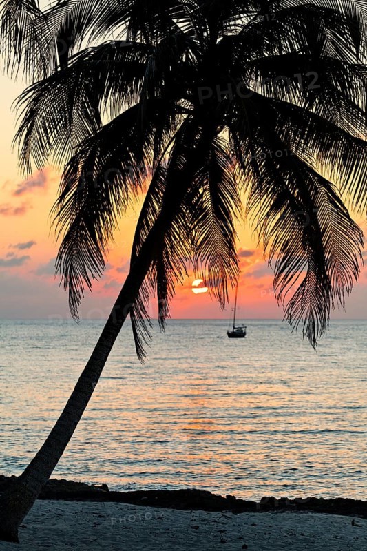 Silhouette of Palm