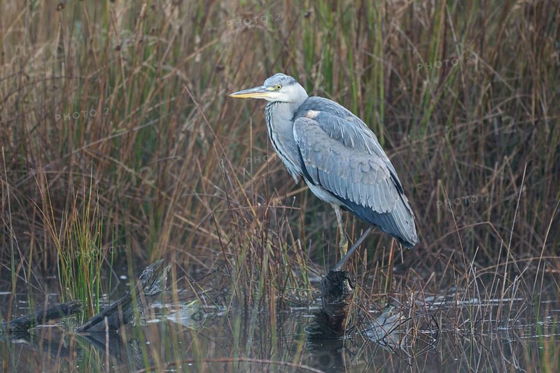 Grey heron