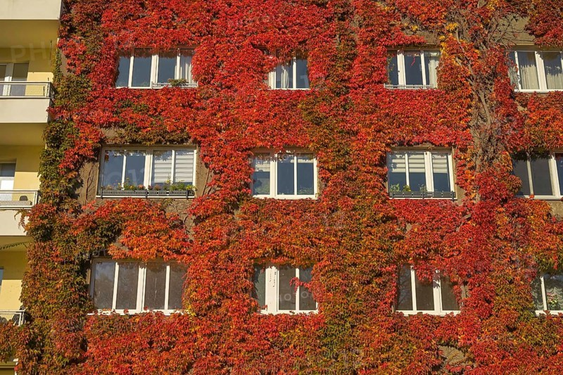 Autumn foliage