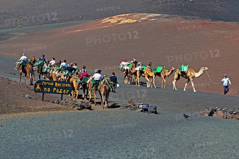 Tourists riding dromedaries in Timanfaya National Park