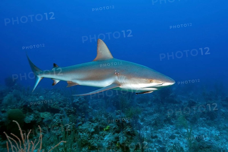 Caribbean reef shark