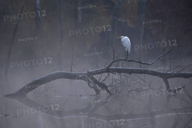 Great egret