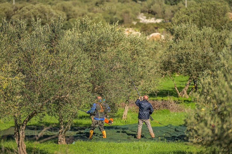 Olive harvest near Custonaci