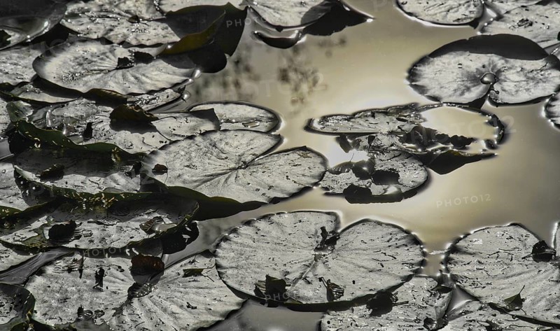 Leaves of water lilies