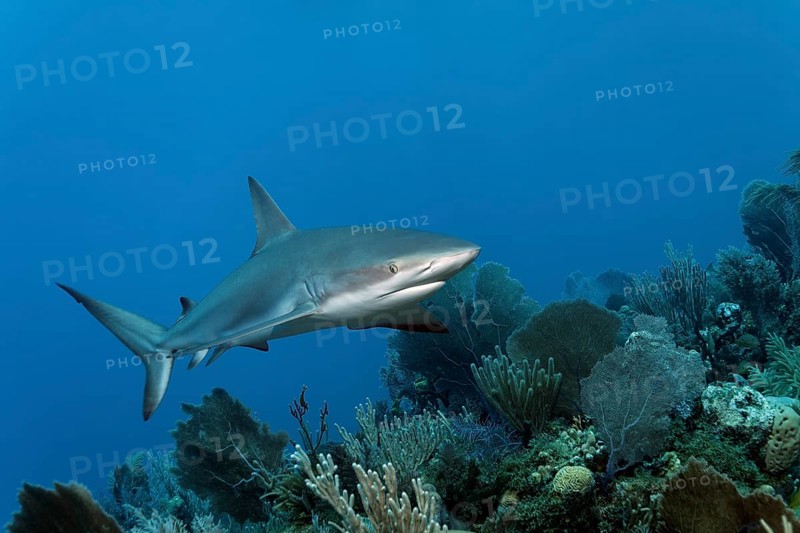 Juvenile caribbean reef shark