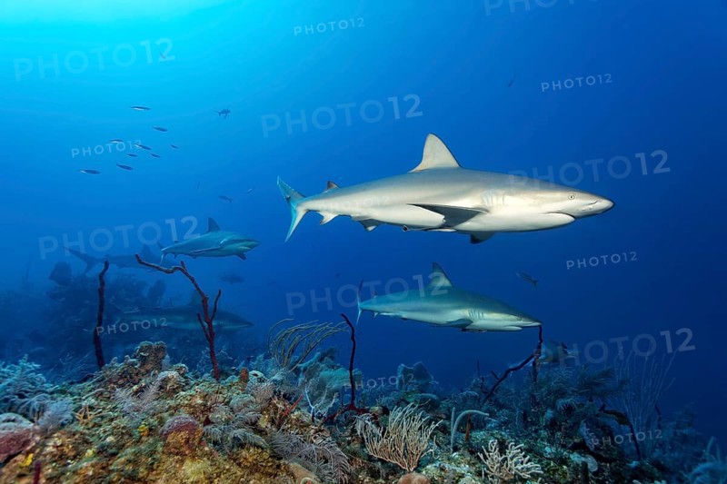 Caribbean reef shark
