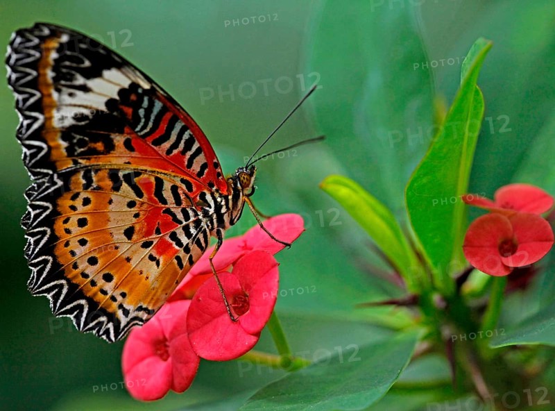 Butterfly Garden Tropical Butterfly Cethosia hypsea Flowers of the crown of thorns