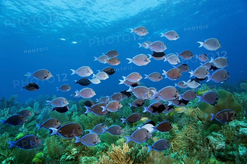 Shoal of atlantic blue tang