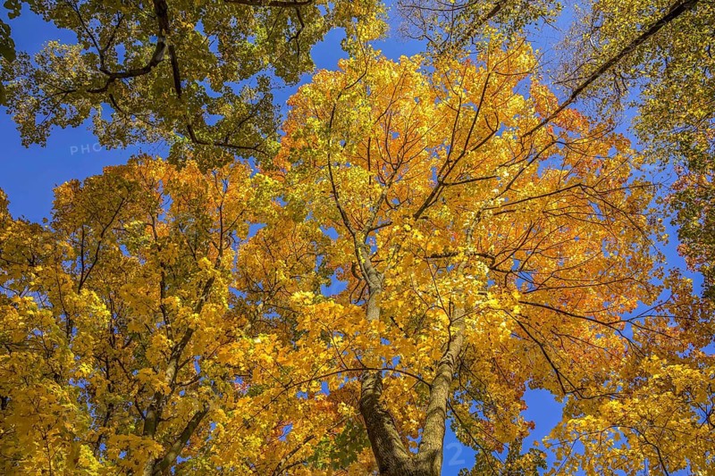 Autumn