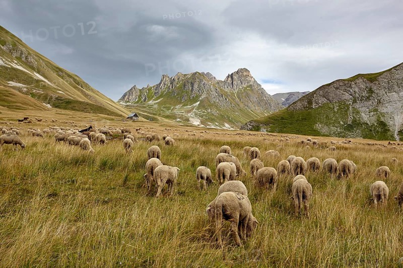 Flock of sheep near Valloire