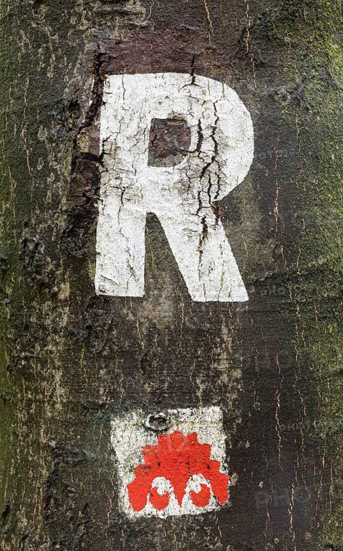 Marking R for Rennsteig on a tree