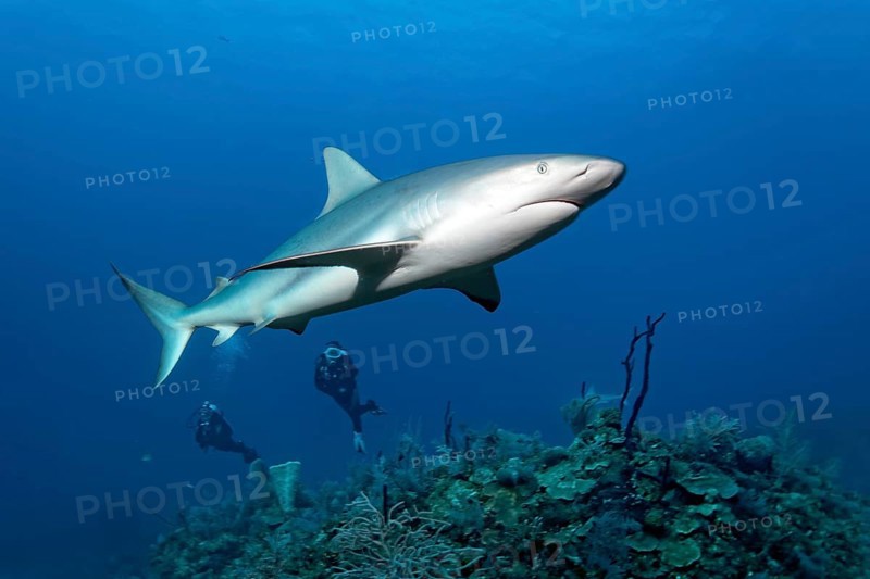 Diver observes caribbean reef shark