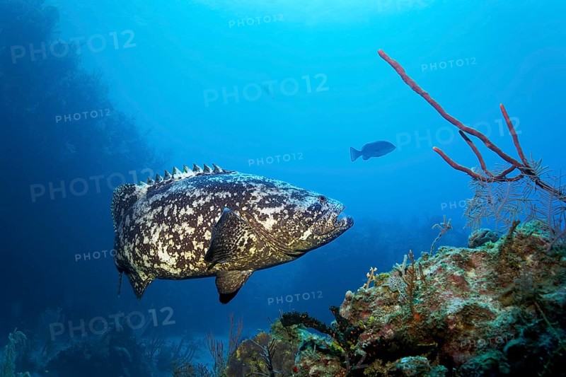 Atlantic goliath grouper